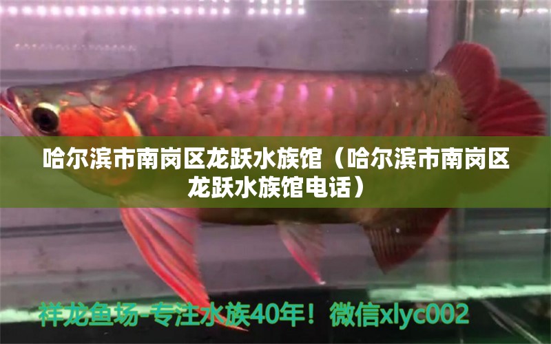 哈爾濱市南崗區(qū)龍躍水族館（哈爾濱市南崗區(qū)龍躍水族館電話）