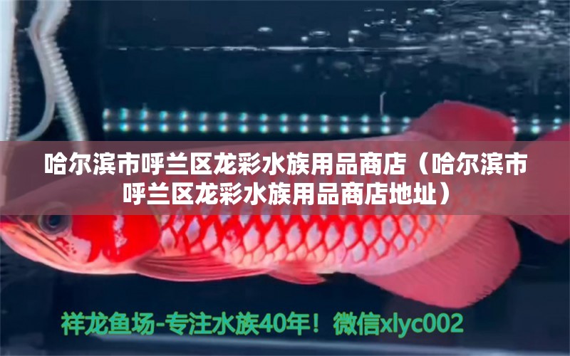 哈爾濱市呼蘭區(qū)龍彩水族用品商店（哈爾濱市呼蘭區(qū)龍彩水族用品商店地址）