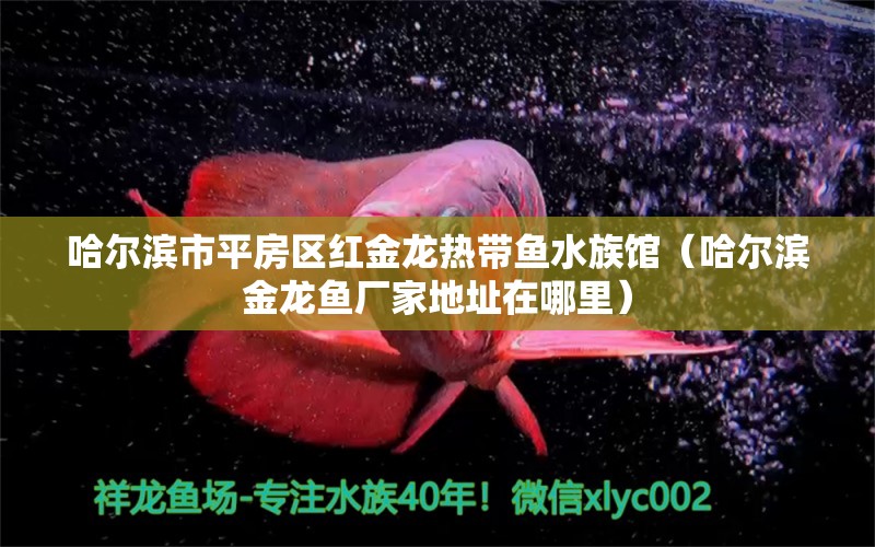 哈爾濱市平房區(qū)紅金龍熱帶魚(yú)水族館（哈爾濱金龍魚(yú)廠家地址在哪里） 全國(guó)水族館企業(yè)名錄