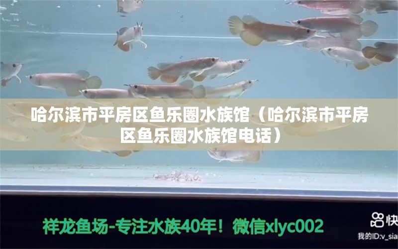 哈爾濱市平房區(qū)魚樂圈水族館（哈爾濱市平房區(qū)魚樂圈水族館電話）