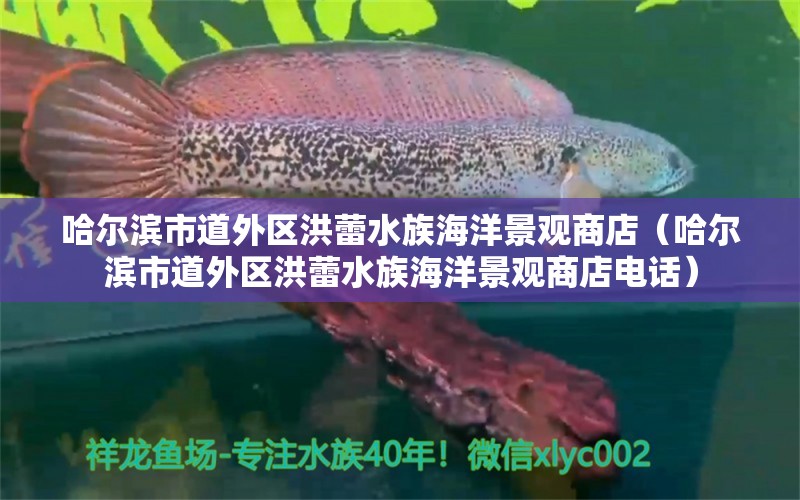 哈爾濱市道外區(qū)洪蕾水族海洋景觀商店（哈爾濱市道外區(qū)洪蕾水族海洋景觀商店電話） 全國(guó)水族館企業(yè)名錄