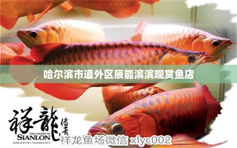 哈爾濱市道外區(qū)辰能濱濱觀賞魚店 全國(guó)水族館企業(yè)名錄