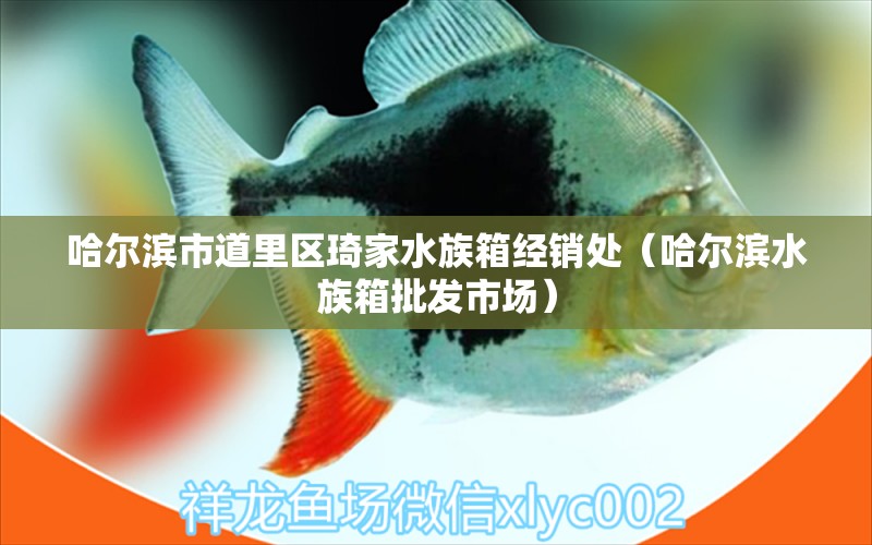 哈爾濱市道里區(qū)琦家水族箱經(jīng)銷(xiāo)處（哈爾濱水族箱批發(fā)市場(chǎng)） 魚(yú)缸/水族箱