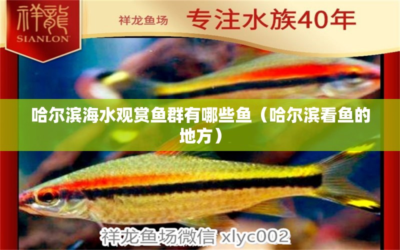 哈爾濱海水觀賞魚群有哪些魚（哈爾濱看魚的地方）