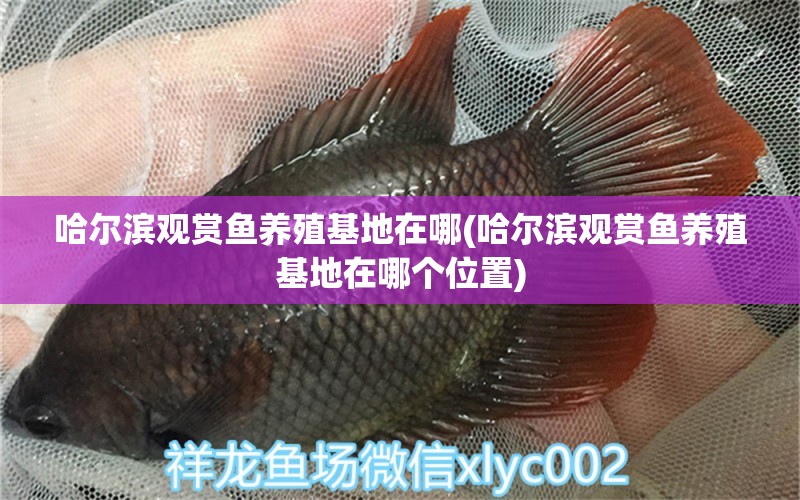 哈爾濱觀賞魚(yú)養(yǎng)殖基地在哪(哈爾濱觀賞魚(yú)養(yǎng)殖基地在哪個(gè)位置)