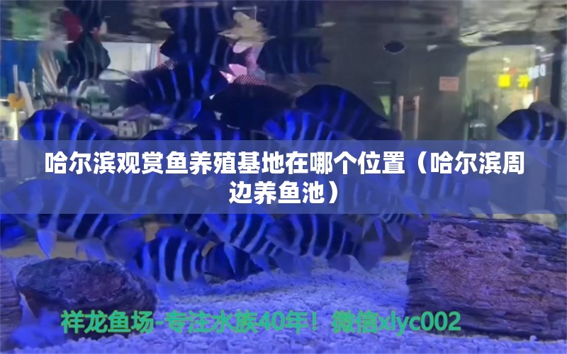 哈爾濱觀賞魚養(yǎng)殖基地在哪個(gè)位置（哈爾濱周邊養(yǎng)魚池）