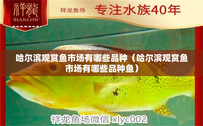 哈爾濱觀賞魚市場有哪些品種（哈爾濱觀賞魚市場有哪些品種魚）