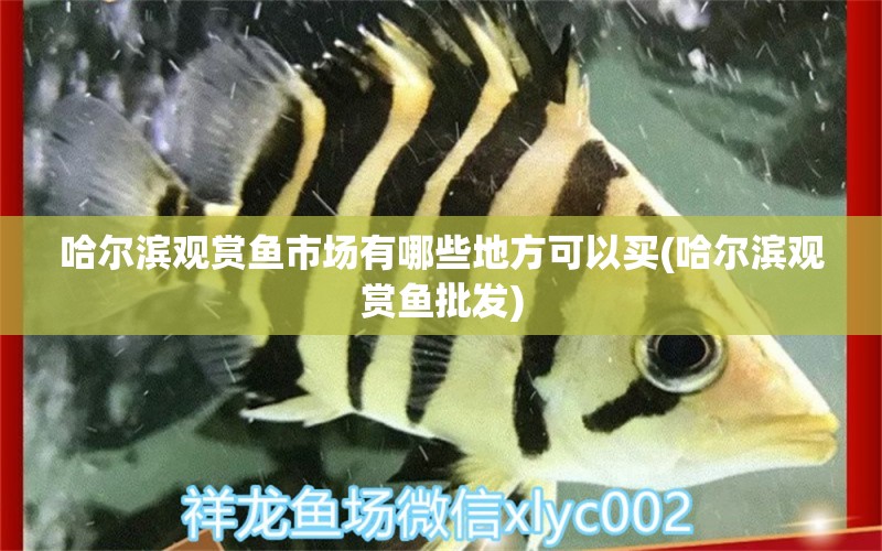 哈爾濱觀賞魚市場有哪些地方可以買(哈爾濱觀賞魚批發(fā)) 觀賞魚批發(fā)