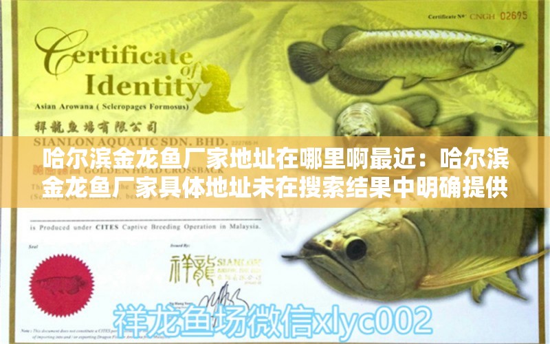 哈爾濱金龍魚廠家地址在哪里啊最近：哈爾濱金龍魚廠家具體地址未在搜索結(jié)果中明確提供 龍魚百科 第1張