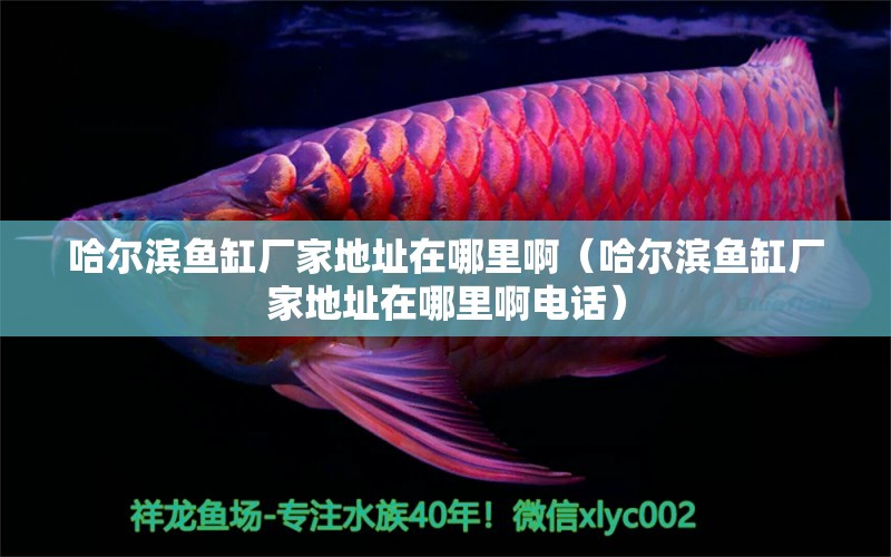 哈爾濱魚缸廠家地址在哪里?。ü枮I魚缸廠家地址在哪里啊電話） 觀賞魚市場（混養(yǎng)魚）