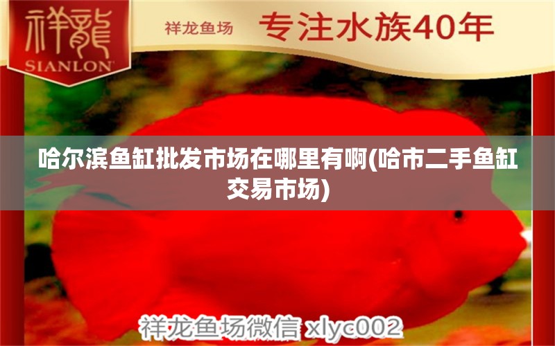 哈爾濱魚缸批發(fā)市場在哪里有啊(哈市二手魚缸交易市場) 黑白雙星魚