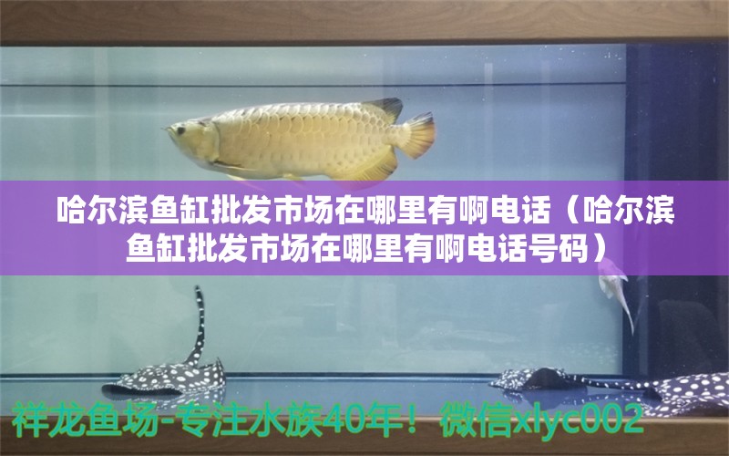 哈爾濱魚缸批發(fā)市場在哪里有啊電話（哈爾濱魚缸批發(fā)市場在哪里有啊電話號碼） 廣州祥龍國際水族貿(mào)易