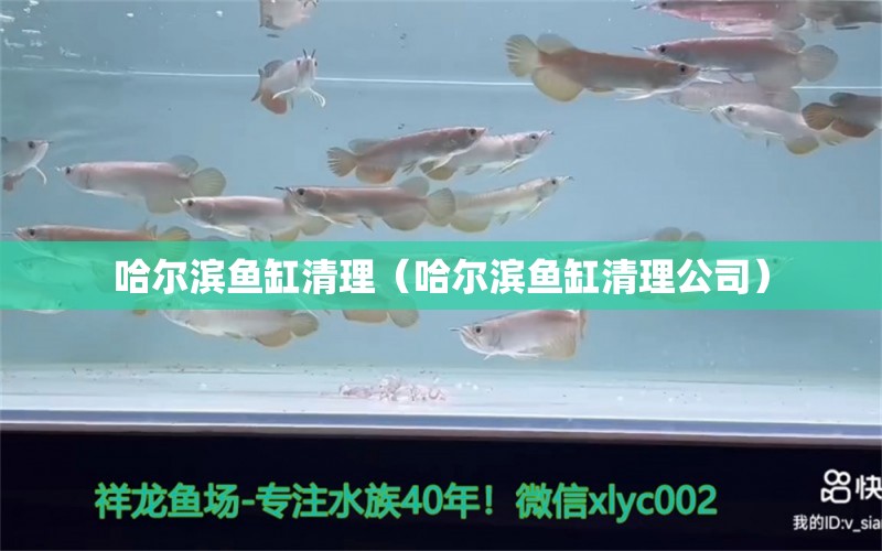 哈爾濱魚(yú)缸清理（哈爾濱魚(yú)缸清理公司）