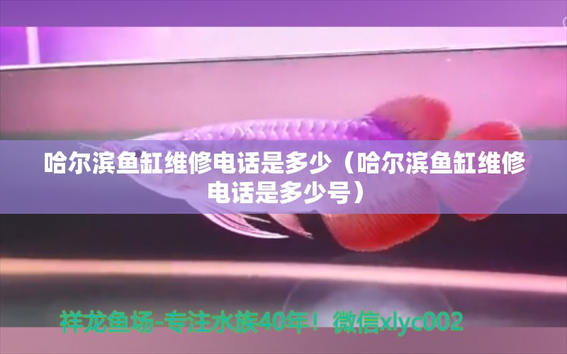 哈爾濱魚(yú)缸維修電話是多少（哈爾濱魚(yú)缸維修電話是多少號(hào)）