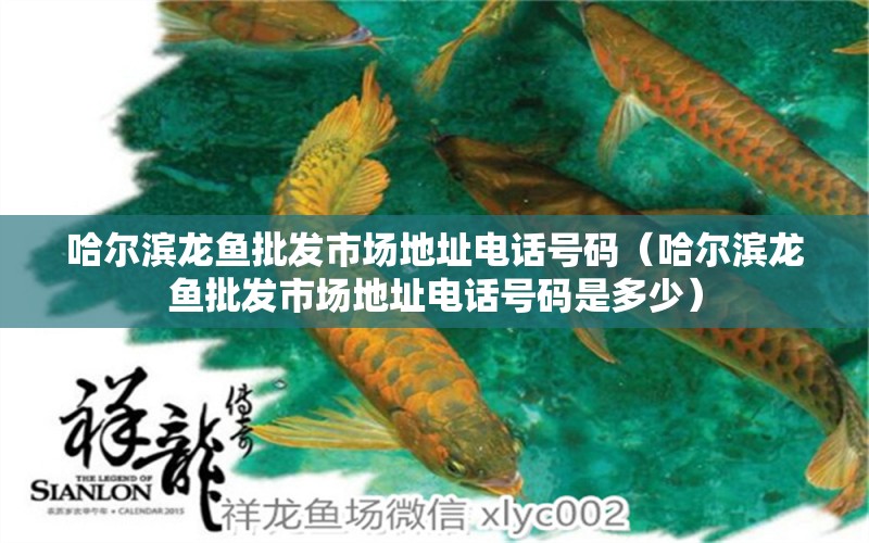 哈爾濱龍魚批發(fā)市場地址電話號碼（哈爾濱龍魚批發(fā)市場地址電話號碼是多少）