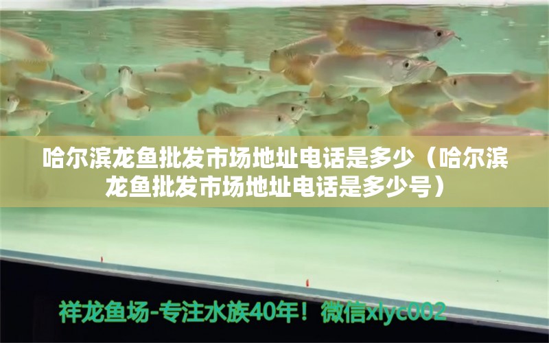 哈爾濱龍魚批發(fā)市場地址電話是多少（哈爾濱龍魚批發(fā)市場地址電話是多少號） 龍魚批發(fā)