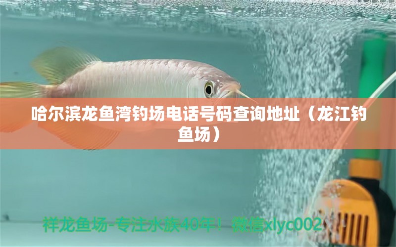 哈爾濱龍魚灣釣場電話號碼查詢地址（龍江釣魚場）