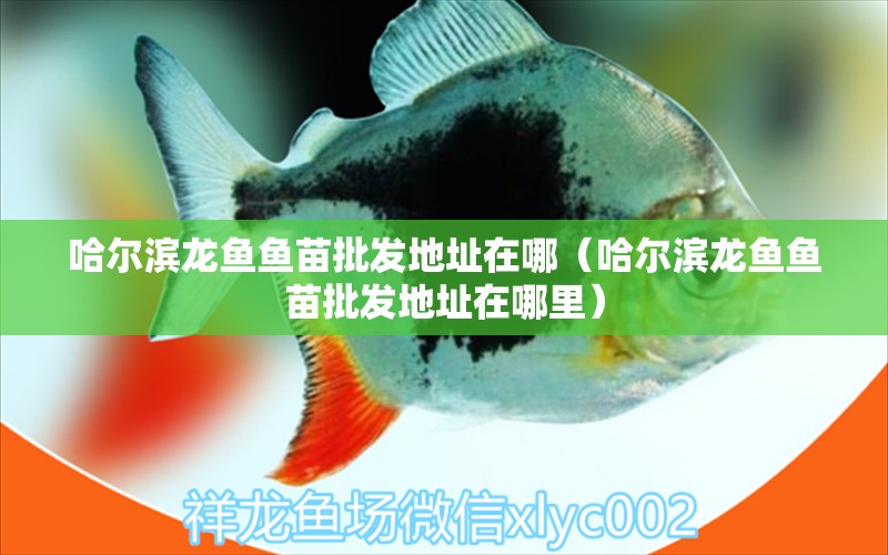 哈爾濱龍魚(yú)魚(yú)苗批發(fā)地址在哪（哈爾濱龍魚(yú)魚(yú)苗批發(fā)地址在哪里）