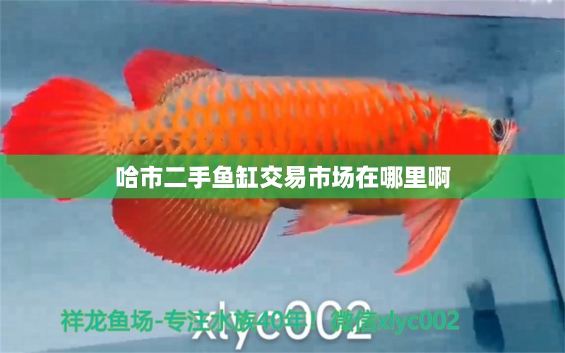 哈市二手魚缸交易市場在哪里啊 祥龍魚場