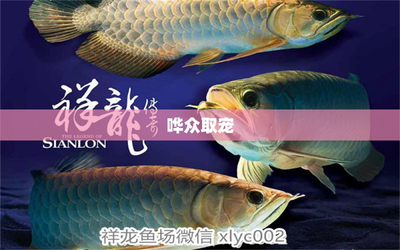 嘩眾取寵 申古三間魚