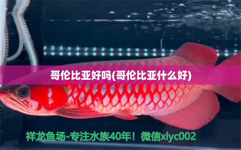 哥倫比亞好嗎(哥倫比亞什么好) 南美異形觀賞魚