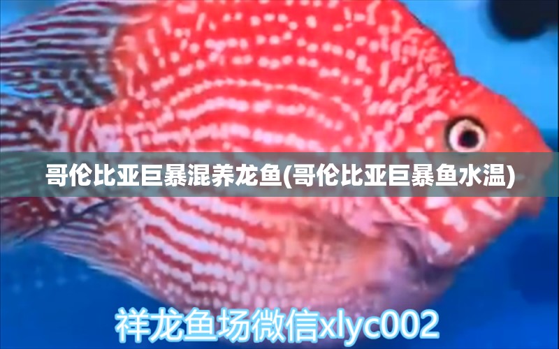 哥倫比亞巨暴混養(yǎng)龍魚(哥倫比亞巨暴魚水溫) 稀有金龍魚 第1張