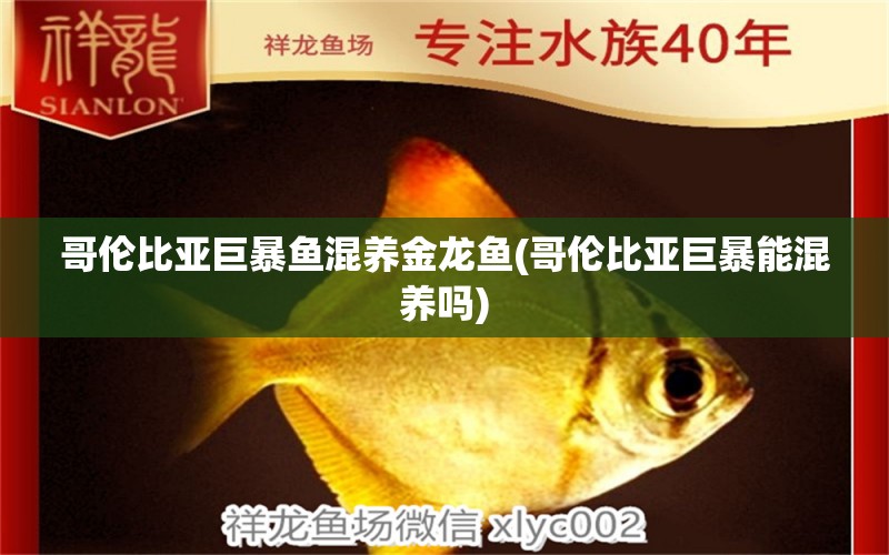 哥倫比亞巨暴魚混養(yǎng)金龍魚(哥倫比亞巨暴能混養(yǎng)嗎) 廣州水族批發(fā)市場