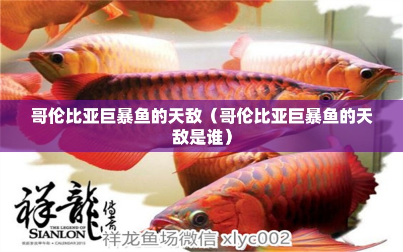 哥倫比亞巨暴魚的天敵（哥倫比亞巨暴魚的天敵是誰） 廣州水族器材濾材批發(fā)市場