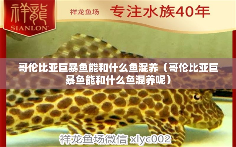 哥倫比亞巨暴魚能和什么魚混養(yǎng)（哥倫比亞巨暴魚能和什么魚混養(yǎng)呢）