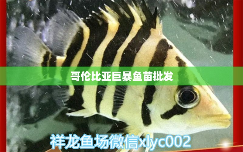 哥倫比亞巨暴魚苗批發(fā) 哥倫比亞巨暴魚苗