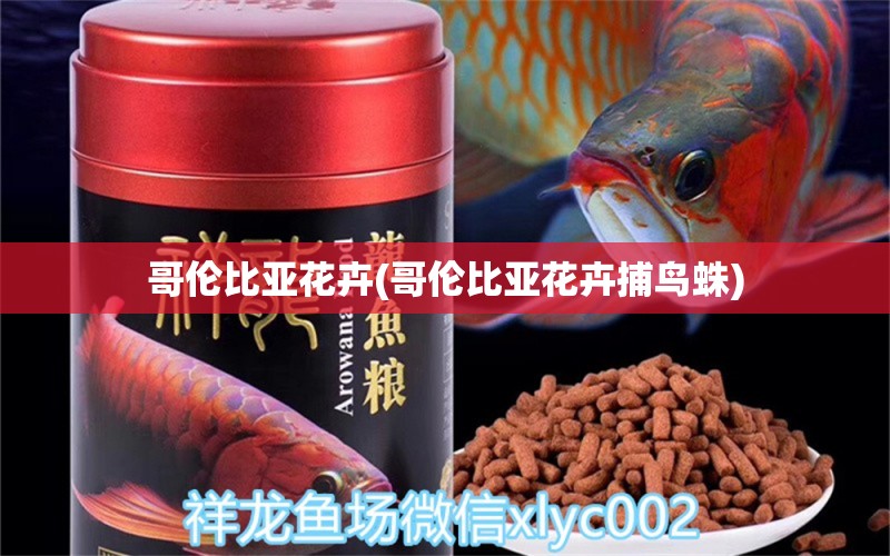 哥倫比亞花卉(哥倫比亞花卉捕鳥蛛) 朱巴利魚苗