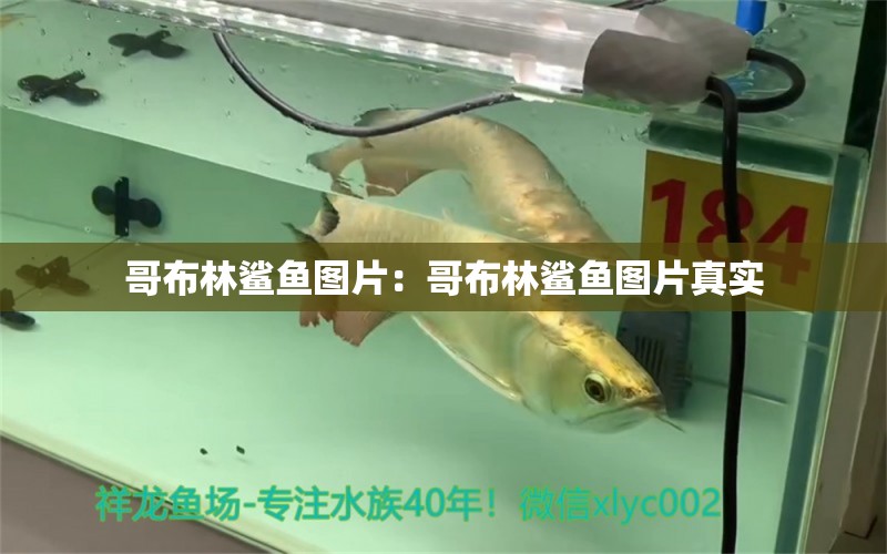 哥布林鯊魚(yú)圖片：哥布林鯊魚(yú)圖片真實(shí)