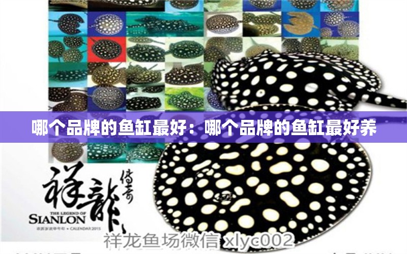 哪個品牌的魚缸最好：哪個品牌的魚缸最好養(yǎng) 廣州龍魚批發(fā)市場