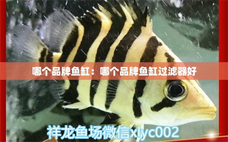 哪個(gè)品牌魚缸：哪個(gè)品牌魚缸過(guò)濾器好