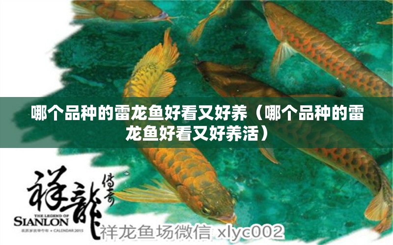 哪個品種的雷龍魚好看又好養(yǎng)（哪個品種的雷龍魚好看又好養(yǎng)活）