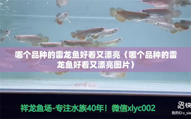 哪個品種的雷龍魚好看又漂亮（哪個品種的雷龍魚好看又漂亮圖片）