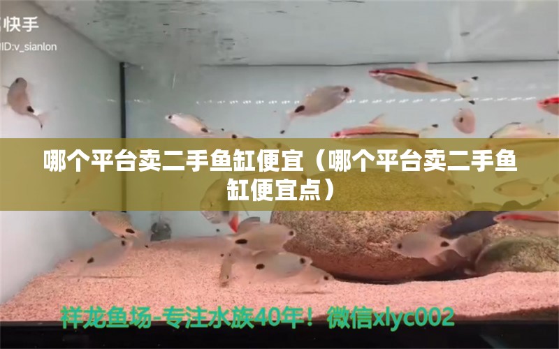 哪個平臺賣二手魚缸便宜（哪個平臺賣二手魚缸便宜點） 祥龍水族醫(yī)院