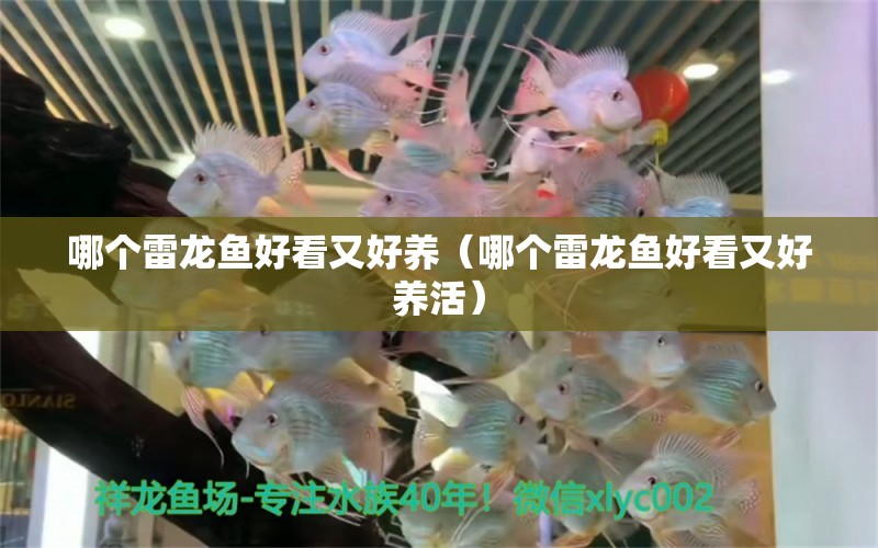 哪個(gè)雷龍魚好看又好養(yǎng)（哪個(gè)雷龍魚好看又好養(yǎng)活） 龍魚疾病與治療