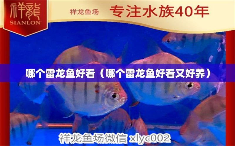 哪個(gè)雷龍魚好看（哪個(gè)雷龍魚好看又好養(yǎng)） 龍魚疾病與治療