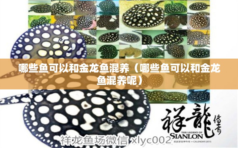 哪些魚可以和金龍魚混養(yǎng)（哪些魚可以和金龍魚混養(yǎng)呢） 水族燈（魚缸燈）