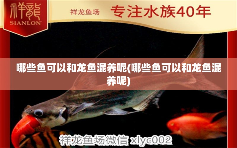 哪些魚可以和龍魚混養(yǎng)呢(哪些魚可以和龍魚混養(yǎng)呢) 祥龍魚場(chǎng)其他產(chǎn)品