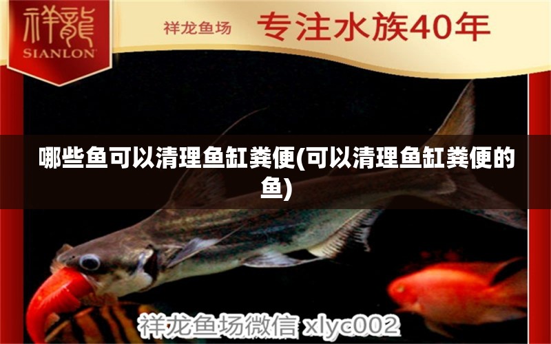 哪些魚可以清理魚缸糞便(可以清理魚缸糞便的魚) 野彩魚 第1張