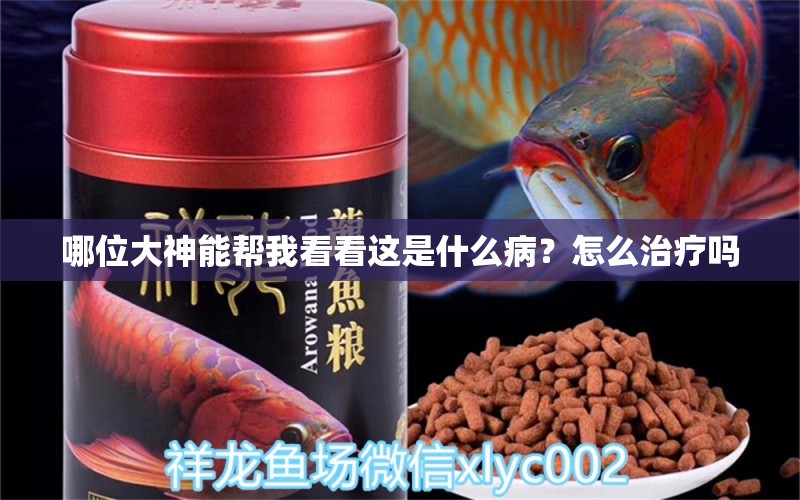 哪位大神能幫我看看這是什么?。吭趺粗委焼?龍魚疾病與治療 第6張