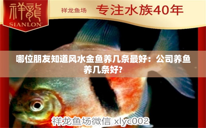 哪位朋友知道風(fēng)水金魚養(yǎng)幾條最好：公司養(yǎng)魚養(yǎng)幾條好? 魚缸風(fēng)水