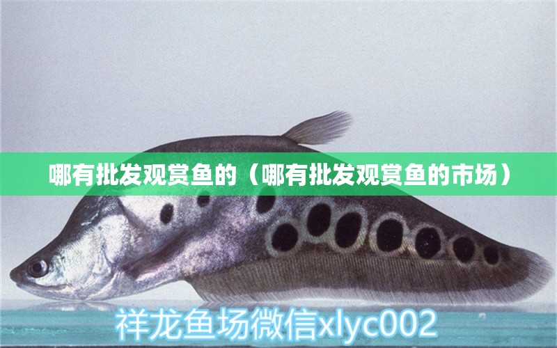 哪有批發(fā)觀賞魚的（哪有批發(fā)觀賞魚的市場(chǎng)）