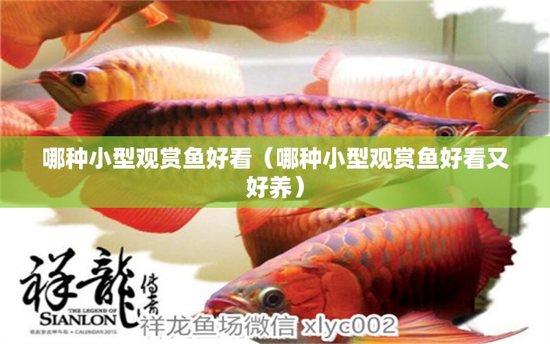 哪種小型觀賞魚好看（哪種小型觀賞魚好看又好養(yǎng)）