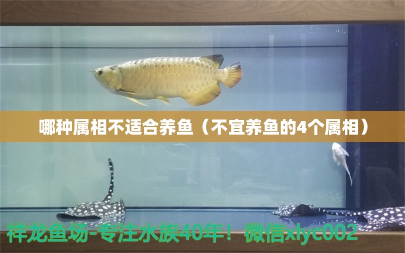 哪種屬相不適合養(yǎng)魚（不宜養(yǎng)魚的4個(gè)屬相） 廣州龍魚批發(fā)市場