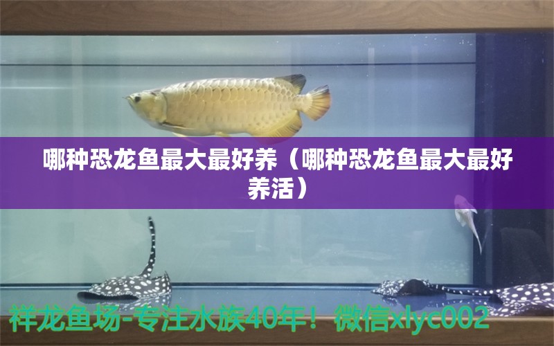 哪種恐龍魚最大最好養(yǎng)（哪種恐龍魚最大最好養(yǎng)活） 廣州龍魚批發(fā)市場