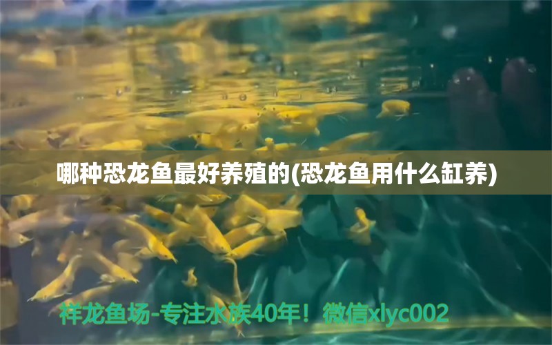 哪種恐龍魚最好養(yǎng)殖的(恐龍魚用什么缸養(yǎng)) 名貴錦鯉魚