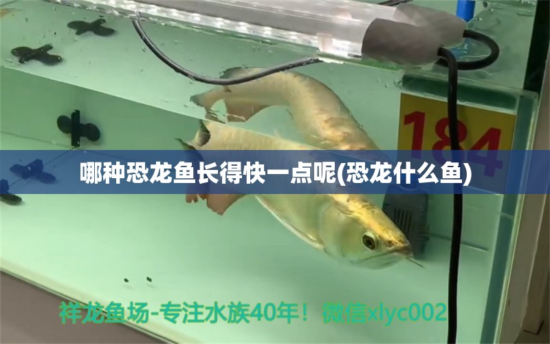 哪種恐龍魚長得快一點呢(恐龍什么魚) 祥龍赫舞紅龍魚